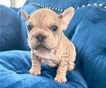 Small Photo #2 French Bulldog Puppy For Sale in ANCHORAGE, AK, USA