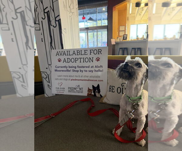 Medium Photo #2 Shih Tzu-Unknown Mix Puppy For Sale in Mooresville, NC, USA