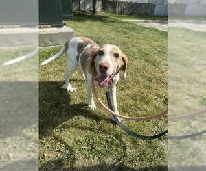 Pointer Dogs for adoption in Vaughan, Ontario, Canada