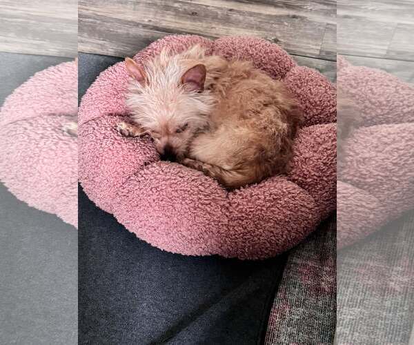 Medium Photo #4 Mutt Puppy For Sale in Mount Pleasant, SC, USA