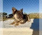 Small #3 French Bulldog