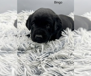 Labrador Retriever Dog for Adoption in FREDERICKSBG, Ohio USA