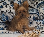 Puppy Foxy Yoranian