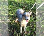 Small Photo #2 Australian Shepherd Puppy For Sale in JACKSONVILLE, FL, USA