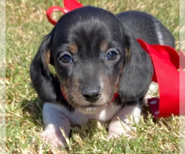 Medium Photo #5 Dachshund Puppy For Sale in FOYIL, OK, USA
