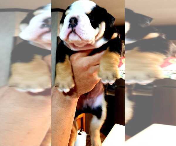 Medium Photo #7 English Bulldog Puppy For Sale in ARGYLE, TX, USA