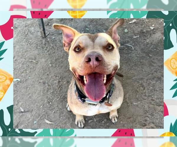 Medium Photo #5 American Pit Bull Terrier Puppy For Sale in Ojai, CA, USA