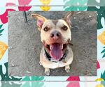 Small #4 American Pit Bull Terrier