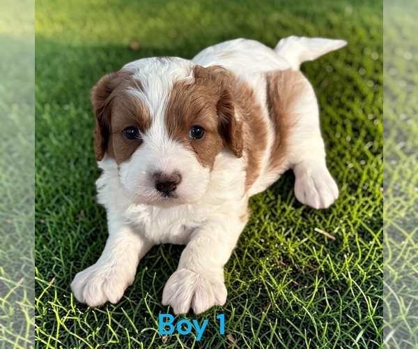 Medium Photo #2 Cavapoo (Miniature) Puppy For Sale in MONTPELIER, OH, USA
