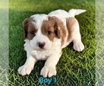 Small #1 Cavapoo (Miniature)
