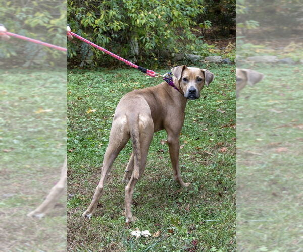 Medium Photo #7 American Pit Bull Terrier-Unknown Mix Puppy For Sale in Oak Bluffs, MA, USA