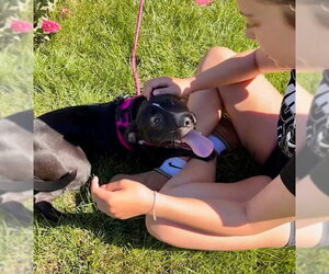 Graceland - Female American Pit Bull Terrier-Unknown Mix Dog for Adoption - Photo #11