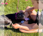 Small Photo #11 American Pit Bull Terrier-Unknown Mix Puppy For Sale in Germantown, OH, USA