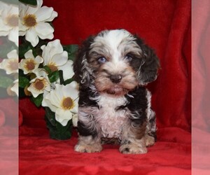 Cockapoo Puppy for sale in BARNESVILLE, KS, USA