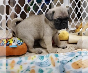 Pug Puppy for sale in KERSHAW, SC, USA