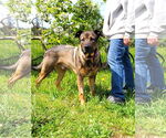 Small #1 American Pit Bull Terrier-German Shepherd Dog Mix