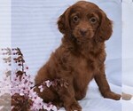 Small Photo #1 Cock-A-Poo-Poodle (Miniature) Mix Puppy For Sale in MILLERSBURG, PA, USA