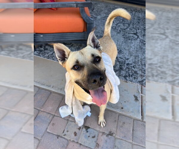 Medium Photo #1 Black Mouth Cur-Unknown Mix Puppy For Sale in phoenix, AZ, USA