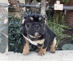 Small #10 English Bulldog