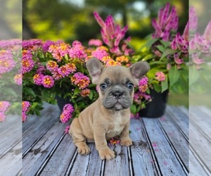 French Bulldog Puppy for sale in INDIANAPOLIS, IN, USA