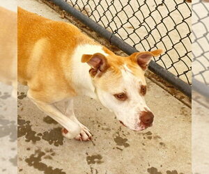 Labrador Retriever Dogs for adoption in Tulsa, OK, USA