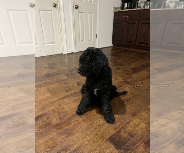 Medium Photo #2 Aussiedoodle-Labradoodle Mix Puppy For Sale in DAPHNE, AL, USA