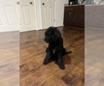 Small #1 Aussiedoodle-Labradoodle Mix