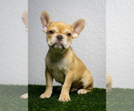 Small Photo #1 French Bulldog Puppy For Sale in PORT SAINT LUCIE, FL, USA