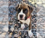 Puppy Tiny Boxer