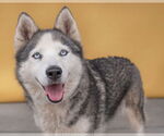Small Siberian Husky