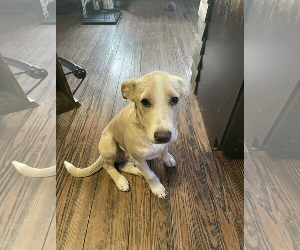 Medium Photo #10 Mutt Puppy For Sale in Hillsboro, MO, USA