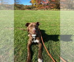 Small #6 American Pit Bull Terrier Mix