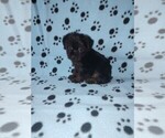 Small #5 YorkiePoo
