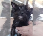 Puppy Almond Joy Yorkshire Terrier