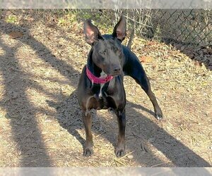 Miniature Pinscher-Unknown Mix Dogs for adoption in Waco, TX, USA