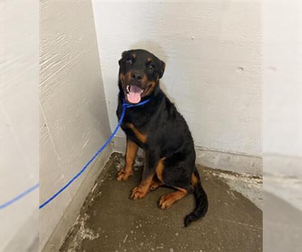 Medium Photo #1 Rottweiler Puppy For Sale in Camarillo, CA, USA