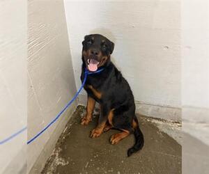 Rottweiler Dogs for adoption in Camarillo, CA, USA