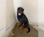 Small Rottweiler