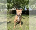TERIYAKI - Male Mutt Dog for Adoption - Small photo