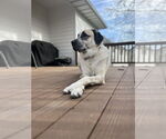 Small #1 Anatolian Shepherd
