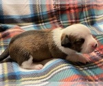 Small Photo #4 Chi-Chi Puppy For Sale in SOUTHERN PINES, NC, USA