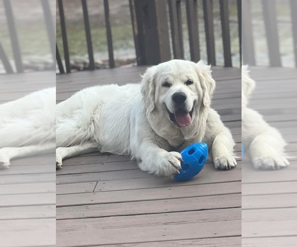 Medium Photo #50 English Cream Golden Retriever Puppy For Sale in MEDFORD TOWNSHIP, NJ, USA