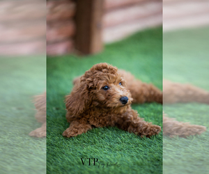 Poodle (Miniature) Puppy for sale in LAS VEGAS, NV, USA