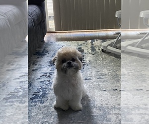 Poodle (Standard)-Yorkshire Terrier Mix Puppy for sale in GAITHERSBURG, MD, USA