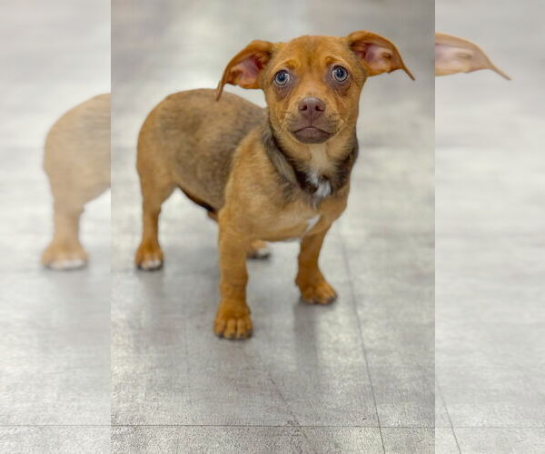 Medium Photo #1 Chihuahua-Unknown Mix Puppy For Sale in PIPE CREEK, TX, USA