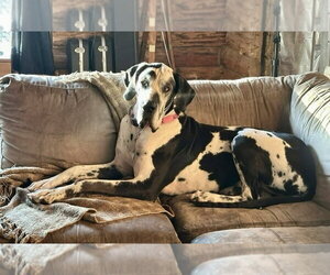 Great Dane Dogs for adoption in St. Louis Park, MN, USA