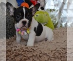 Small Photo #5 French Bulldog Puppy For Sale in Mariupol, Donetsk, Ukraine