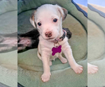 Small #1 Maltese Mix