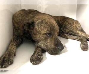 Mutt Dogs for adoption in Houston, TX, USA