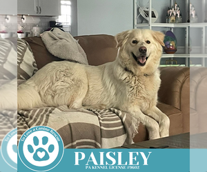 Golden Pyrenees Dogs for adoption in Kimberton, PA, USA